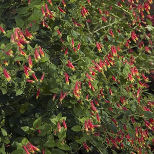 Cuphea Hummingbirds Lunch